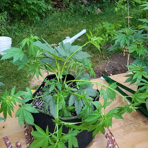 Aurora Indica growlog photo: After LST