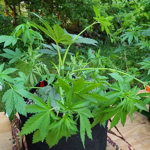 Aurora Indica growlog photo: After LST