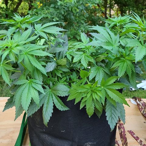 Critical Plus growlog photo: After more LST