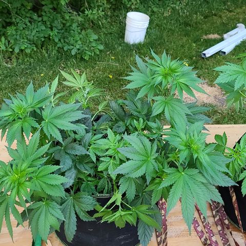 Critical Plus growlog photo: After more LST