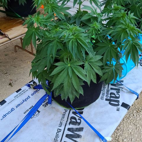 Purple Power growlog timeline photo