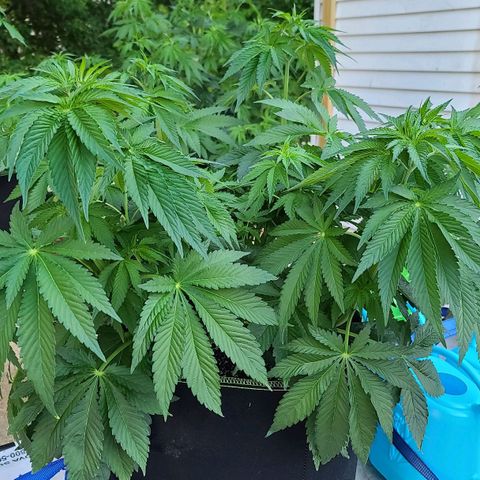 Purple Power growlog timeline photo