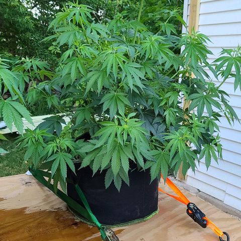 MediKit growlog timeline photo