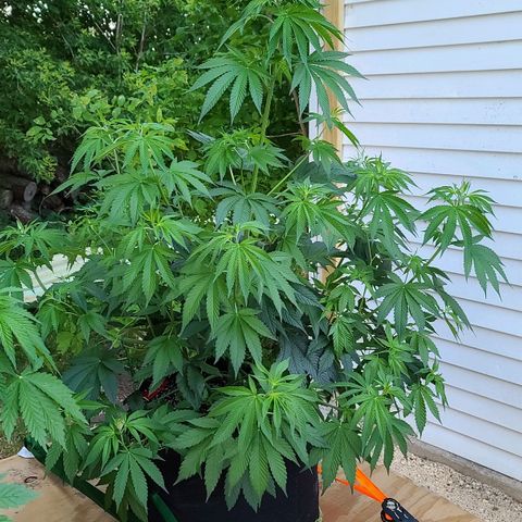 MediKit growlog timeline photo