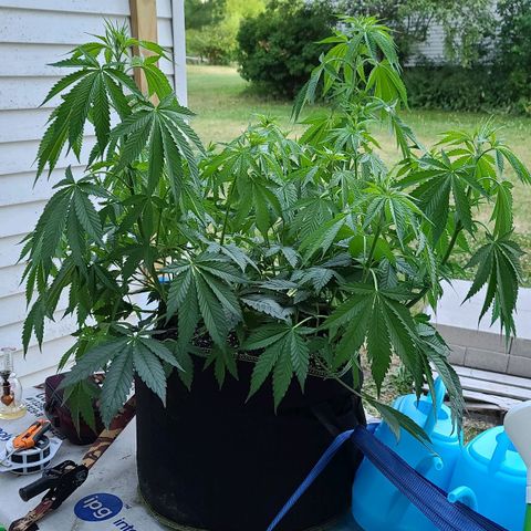 Jack Herer growlog timeline photo