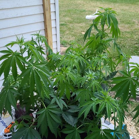 Jack Herer growlog timeline photo