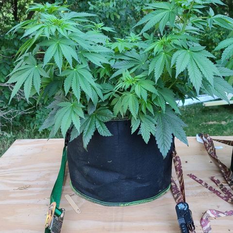 Critical Plus growlog timeline photo