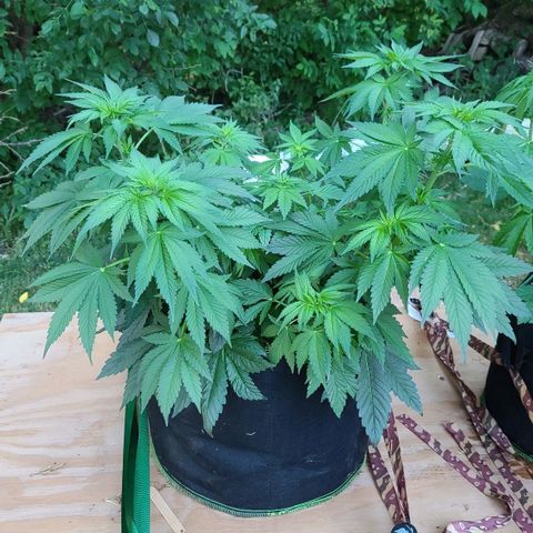 Critical Plus growlog timeline photo