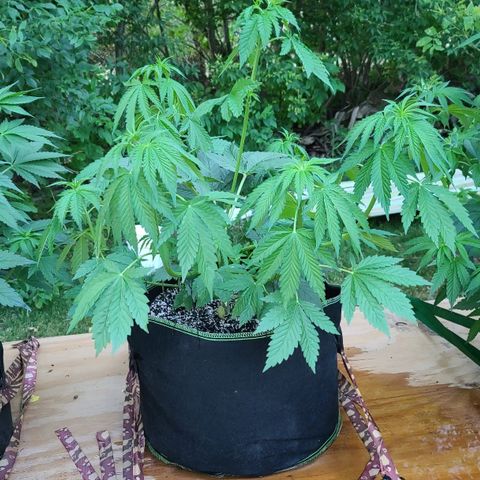 Aurora Indica growlog timeline photo