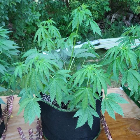 Aurora Indica growlog timeline photo