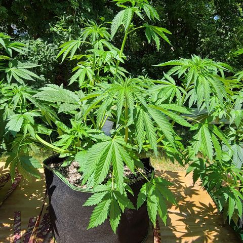 Aurora Indica growlog photo: Before and after