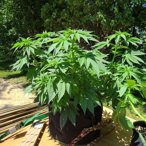 Critical Plus growlog photo: Before and after 