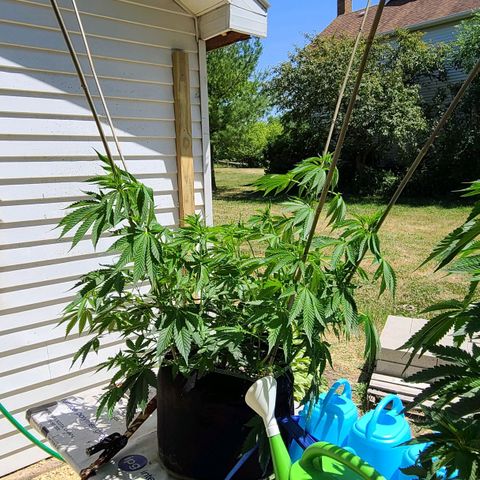 Jack Herer growlog photo: Before and after 