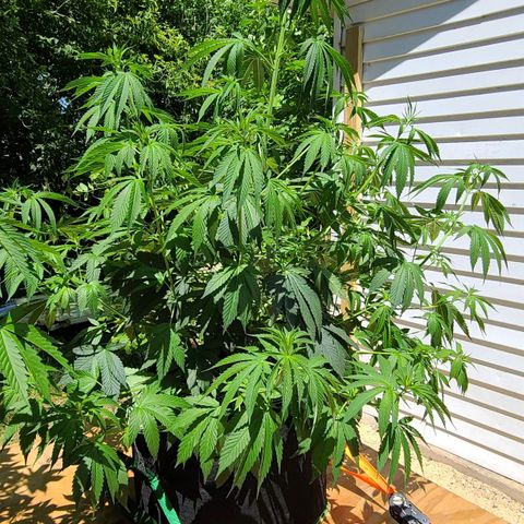 MediKit growlog photo: Before and after 
