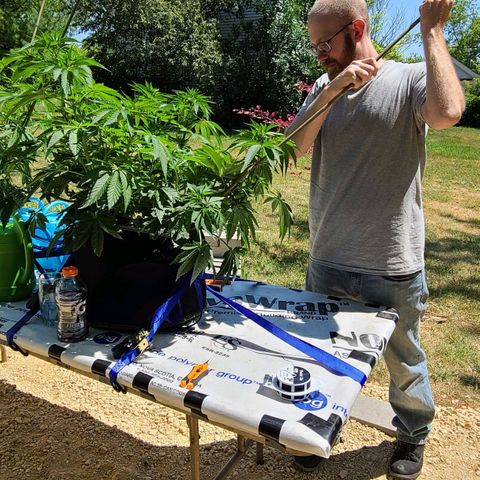 Purple Power growlog photo: Before and after 