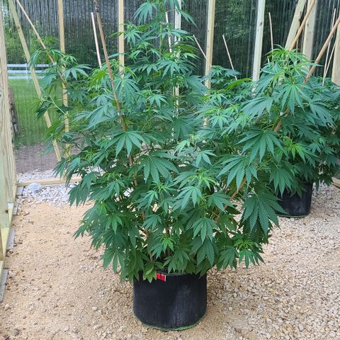 Aurora Indica growlog timeline photo