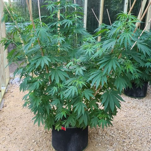 Aurora Indica growlog timeline photo