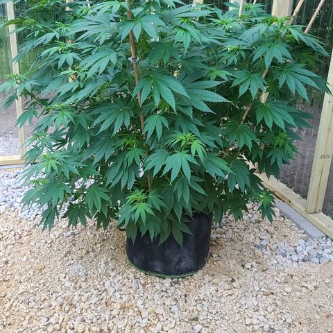 Critical Plus growlog timeline photo