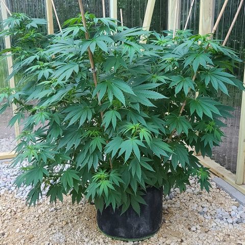 Critical Plus growlog timeline photo