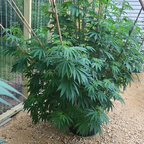MediKit growlog timeline photo
