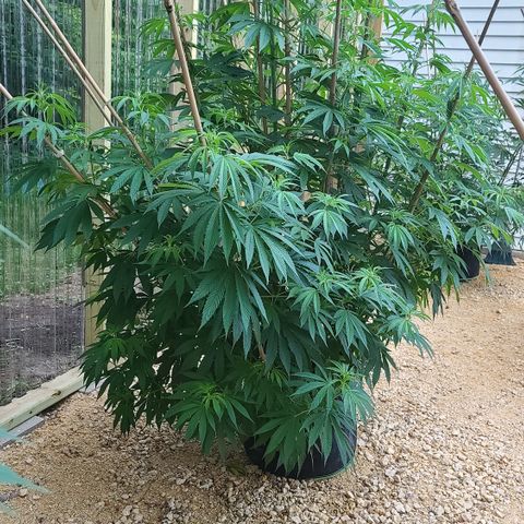 MediKit growlog timeline photo