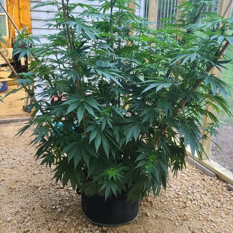 Purple Power growlog timeline photo