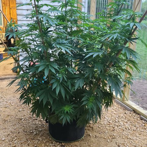 Purple Power growlog timeline photo