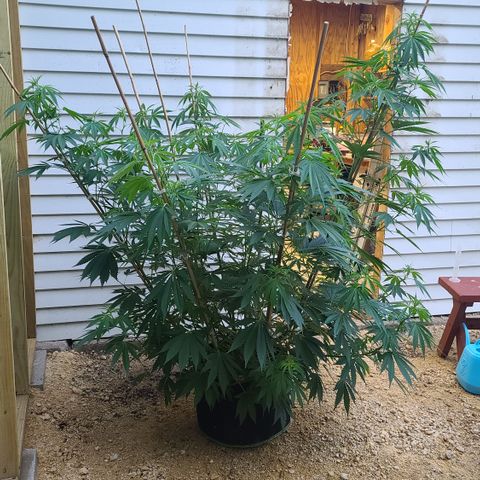 Jack Herer growlog timeline photo