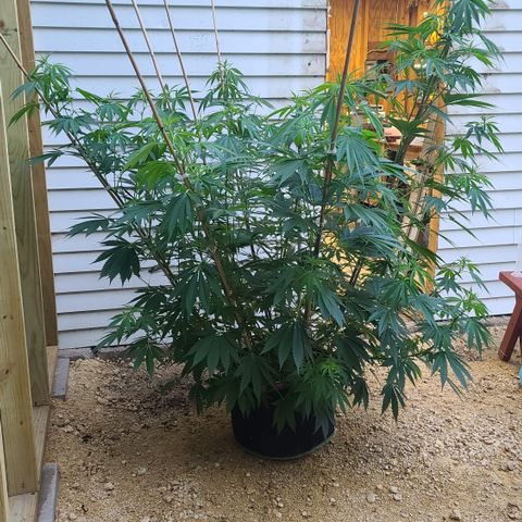 Jack Herer growlog timeline photo