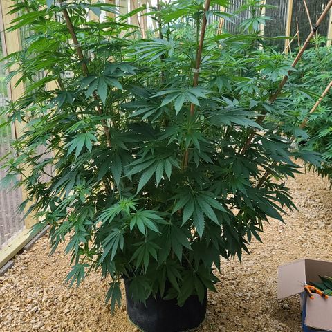 Purple Power growlog photo: Before trimming