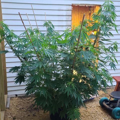 Jack Herer growlog photo: Before trimming 
