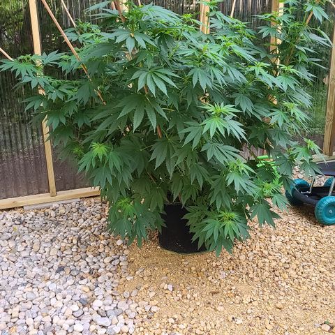 Critical Plus growlog photo: Before trimming