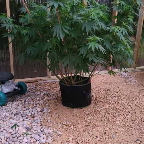 Critical Plus growlog photo: After trimming
