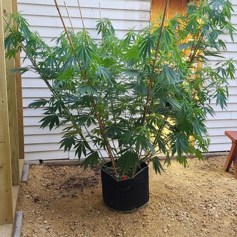 Jack Herer growlog timeline photo