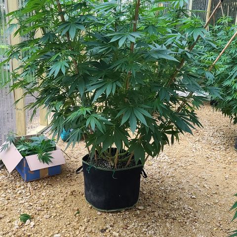 Purple Power growlog photo: After trimming