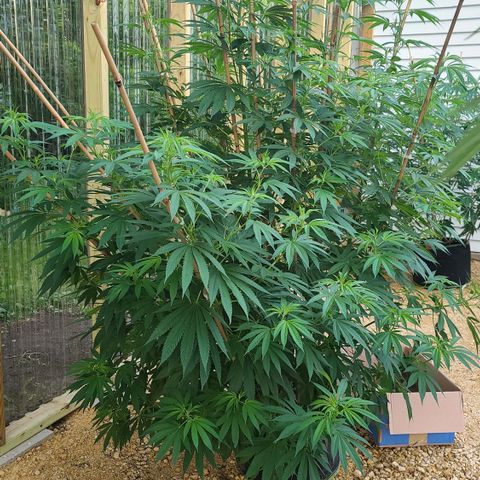 MediKit growlog photo: Before trimming