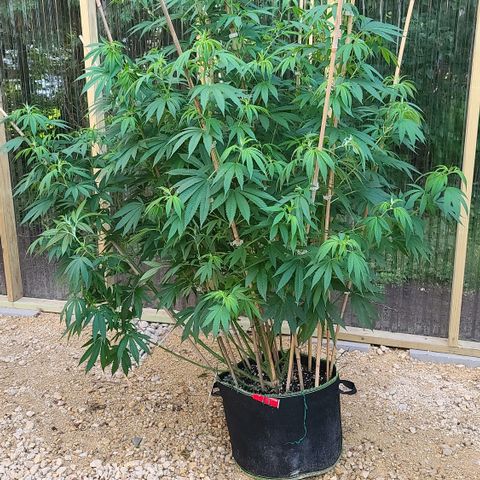 MediKit growlog photo: After trimming