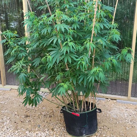MediKit growlog timeline photo