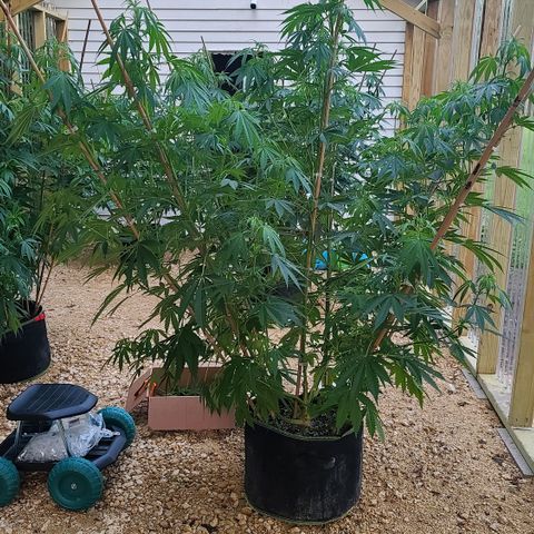 Aurora Indica growlog photo: Before trimming