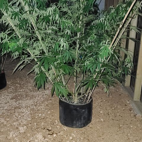 Aurora Indica growlog timeline photo