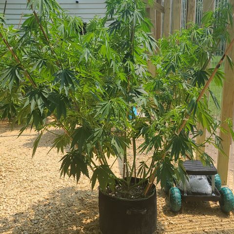 Aurora Indica growlog photo: After trimming