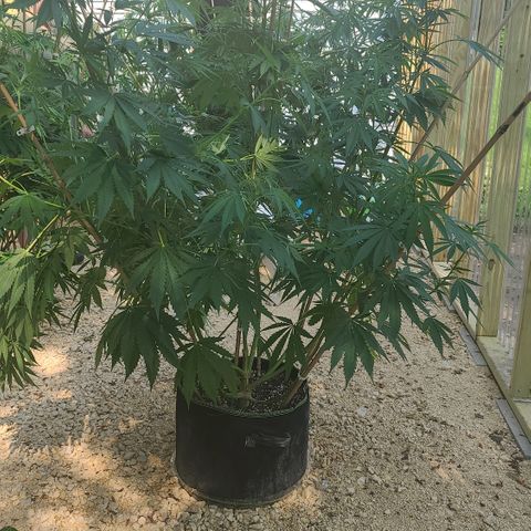 Aurora Indica growlog photo: Before super cropping