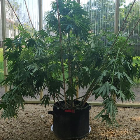 Aurora Indica growlog photo: After supper cropping