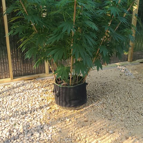 Critical Plus growlog photo: Before super cropping