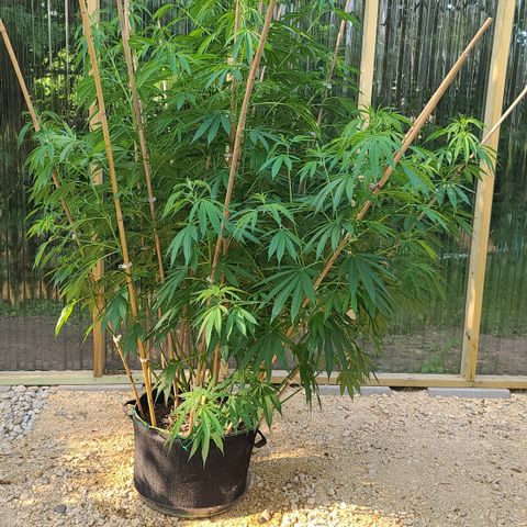 MediKit growlog photo: Before super cropping