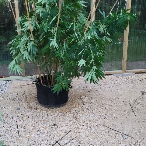 MediKit growlog photo: After supper cropping