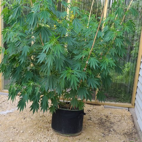 Jack Herer growlog photo: Before super cropping