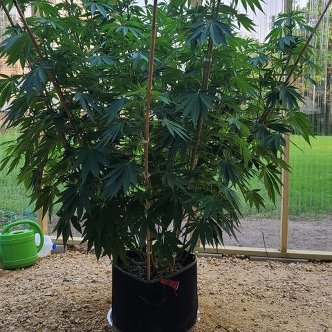 Purple Power growlog photo: Before super cropping