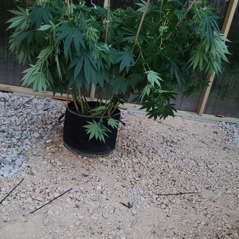Critical Plus growlog photo: After cropping