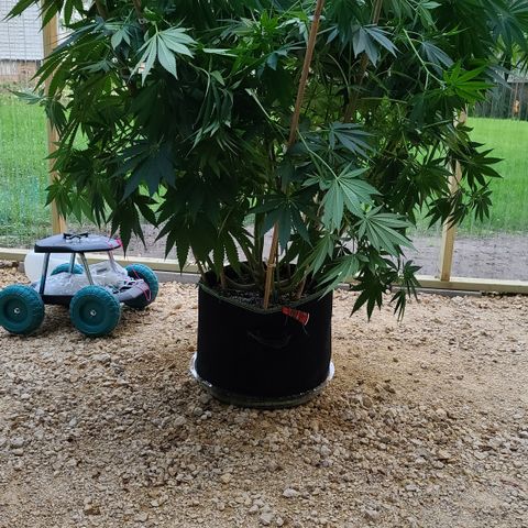 Purple Power growlog photo: After supper cropping